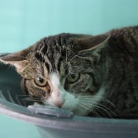 Tremblotte, chatte à adopter