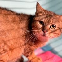 Simon CAB5138, chat à adopter