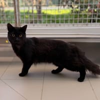 Spice CAB5314, chat à adopter