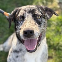 NALA, chienne à adopter