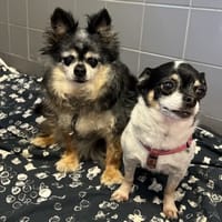 METIS &amp; HERMES, chienne à adopter