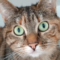 MILA, chatte à adopter