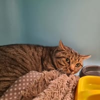 JIVE, chat à adopter