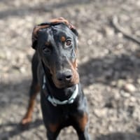 lucifer, chien à adopter