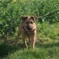 FRY HAA24728, chien à adopter