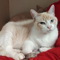 ROXY PAB28643, chatte à adopter