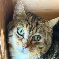 MINOUCHET, chat à adopter