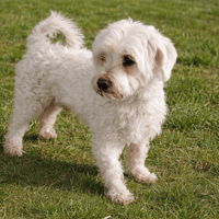 FLOCON PAA24158, chien à adopter