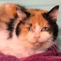 Sabi CAB5140, chatte à adopter