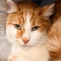 avel CAV5318, chat à adopter