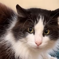 Caramel CAB5326, chat à adopter