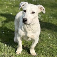 Lali CAA14950, chienne à adopter
