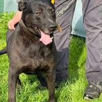 LUCIE, chienne à adopter