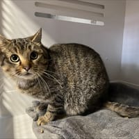 Nefertiti, chatte à adopter