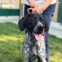 JIMMY, chien à adopter