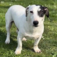 Lancelot CAA14951, chien à adopter