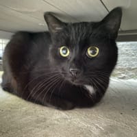 BIBICHE, chatte à adopter