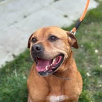 NUTY, chien à adopter