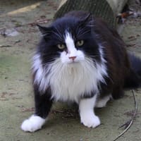 Roxy, chat à adopter