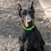 jana, chienne à adopter