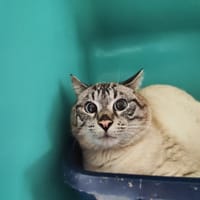 AZUR, chat à adopter