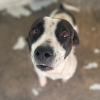 HOLNY, chienne à adopter