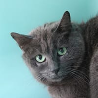 Senseo, chatte à adopter
