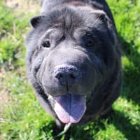 Mila, chienne à adopter