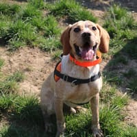 ÉCLAIR HAA24730, chien à adopter