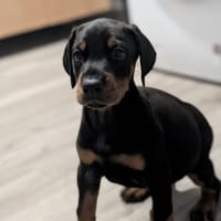 EBENE, chien à adopter