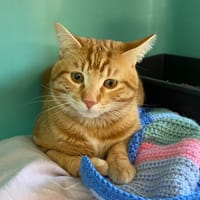 RONNY, chat à adopter