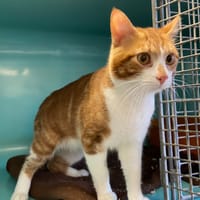 JAMMY, chat à adopter