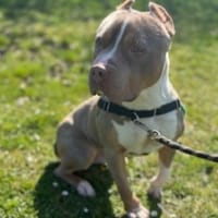 SNOW OAA19960, chien à adopter