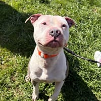 KENZO, chien à adopter