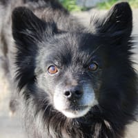 messy, chien à adopter