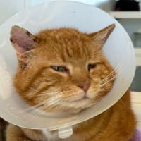 Alpha, chat à adopter