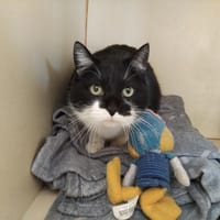 OCTAVIA PAB28644, chatte à adopter