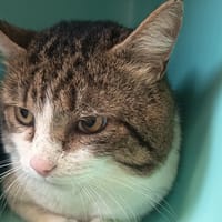 FOIN C, chat à adopter