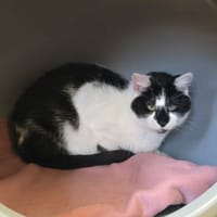 SILEX, chat à adopter