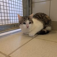 SNICKERS, chat à adopter