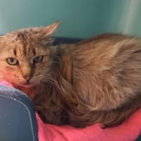 CHATTERBOX HAB17535, chat à adopter