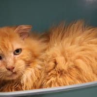 TOBLERONE HAB17534, chat à adopter