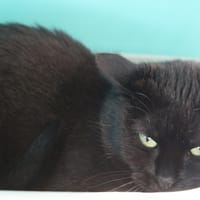 NOLA HAB17522, chatte à adopter