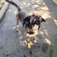 PIPO VAA, chien à adopter