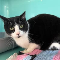 SUSHY, chat à adopter