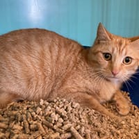 OPALE, chatte à adopter