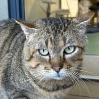 ALIOTH, chat à adopter