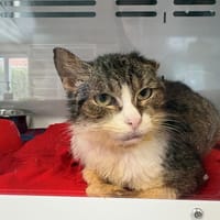 SUNNY, chatte à adopter
