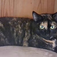 Lolita, chatte à adopter