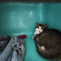 SIMON, chat à adopter